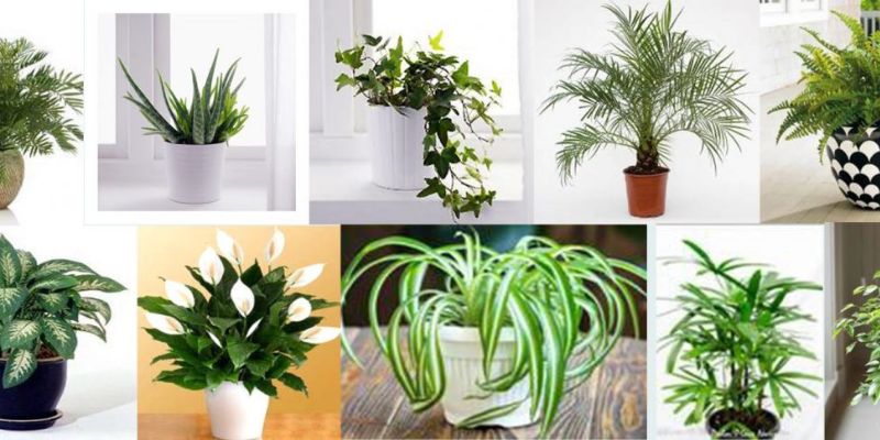 Trồng cây cảnh khử mùi trong nhà