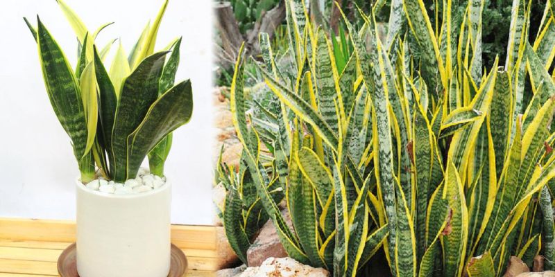 Cây lưỡi hổ viền vàng