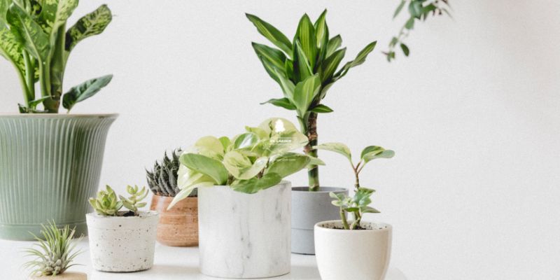 Nên trồng cây cảnh đặt trên bàn