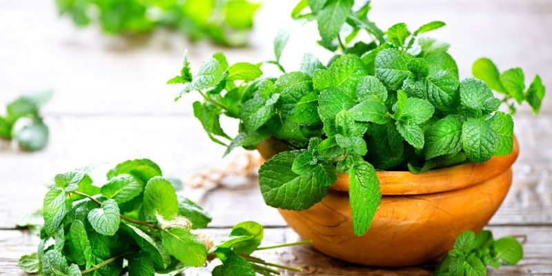 Cây bạc hà hút mùi nhờ tinh dầu