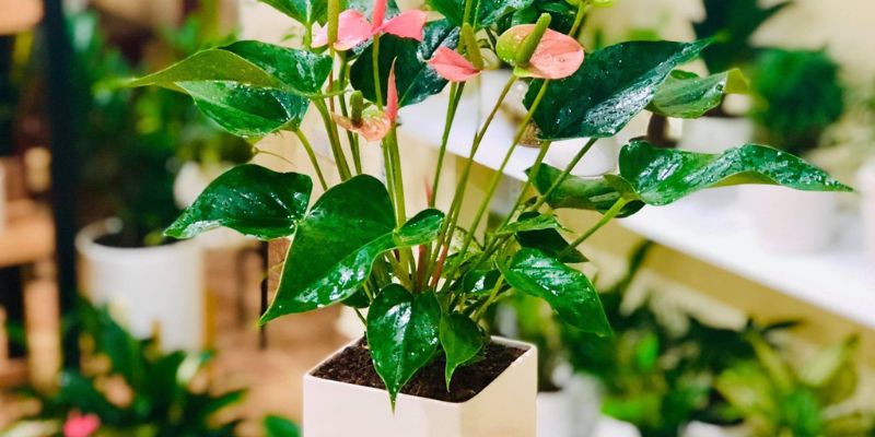 Đặt chậu hồng môn trên bàn