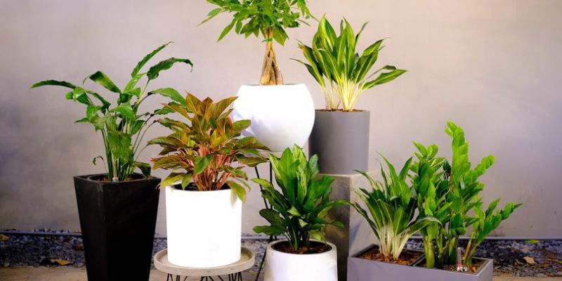Trồng cây cảnh trong chậu