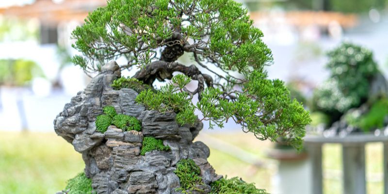 Cây mọc từ khe đá