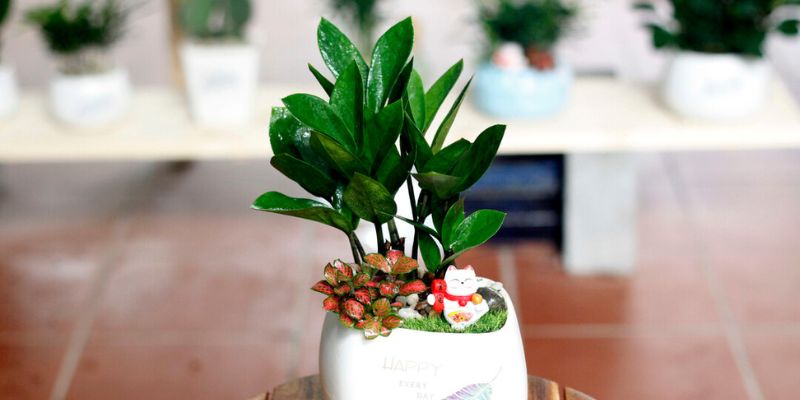 Cây kim tiền để bàn
