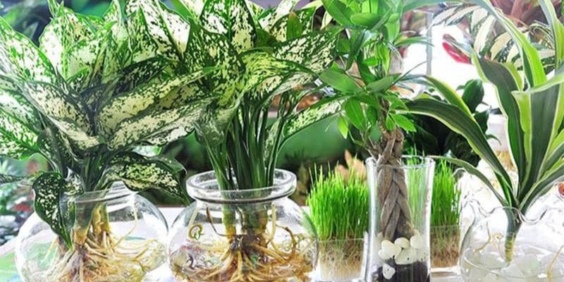 Nên trồng cây cảnh bằng thủy canh