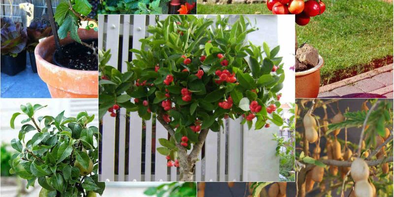 Cây cho quả khi chăm sóc tốt