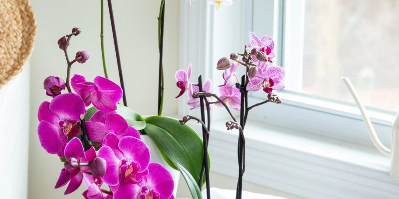 Hoa lan hồ điệp - loài hoa được yêu thích