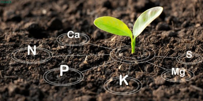 Sử dụng phân bón cây cảnh
