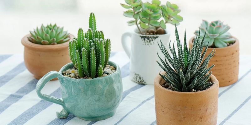 Cây chịu hạn tốt