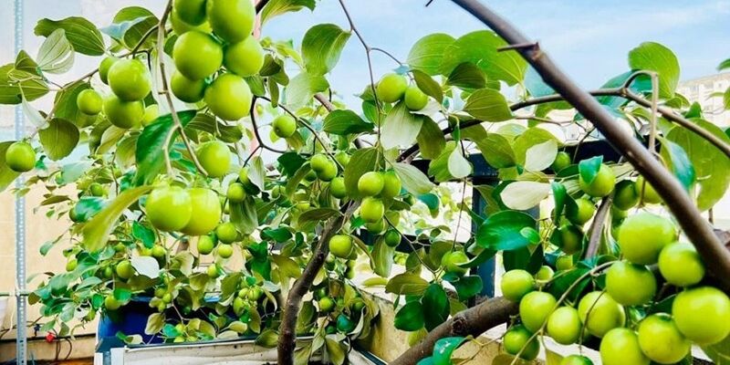 Cây táo cho quả khi trồng trong chậu