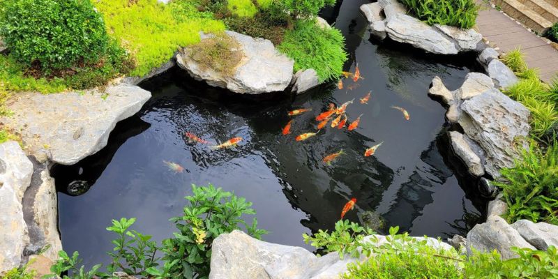 Hồ cá koi tại nhà