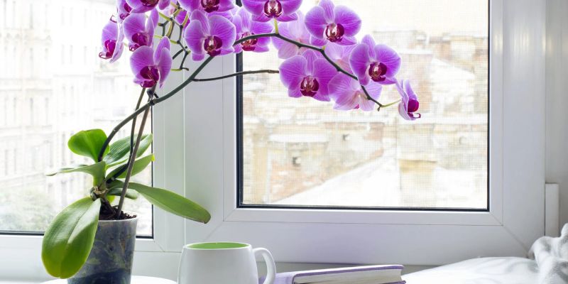 Lan hồ điệp - thông điệp tình yêu
