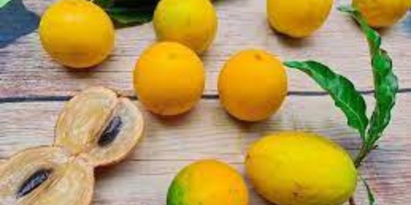 Màu vàng đẹp mắt của vú sữa hoàng kim
