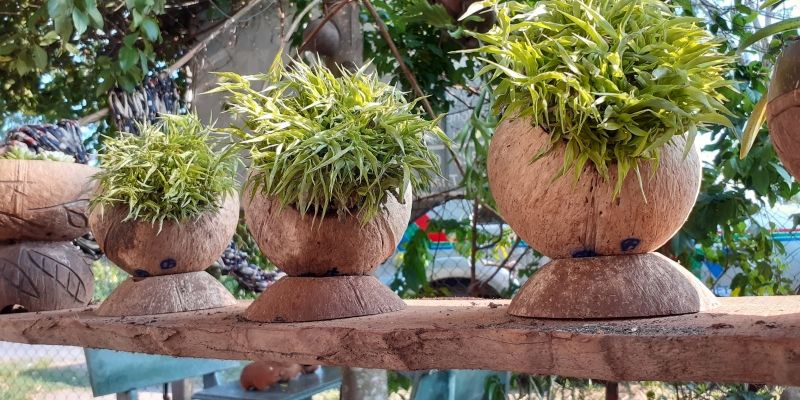 Chậu cây làm từ gáo dừa