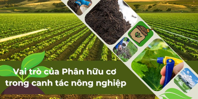 Phân hữu cơ cho cây trồng