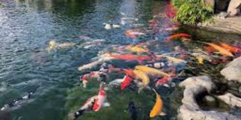 Loại cá được nuôi phổ biến