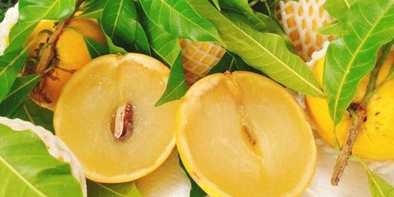 Bên trong của vú sữa hoàng kim