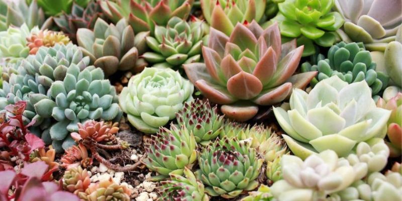 Sen đá dễ trồng tại nhà