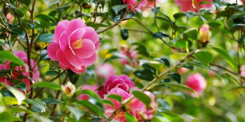 Hoa khi trồng ngoài trời