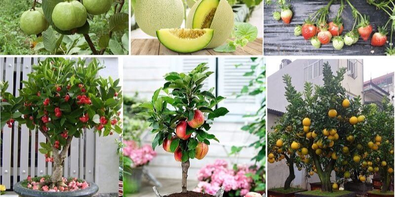 Gợi ý các loại cây ăn quả trong chậu