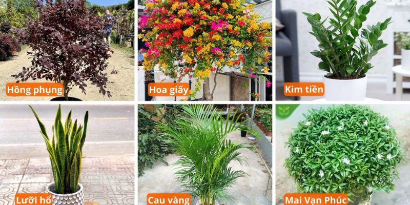 Một vài cây dễ trồng trong sân vườn