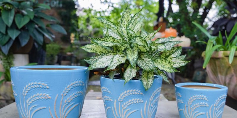 Chậu cây cảnh cho không gian xanh mát