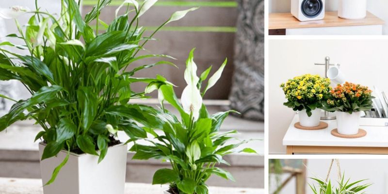 Cây cảnh giá rẻ dễ trồng tại nhà